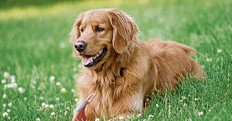 Golden Retriever Golden Retriever